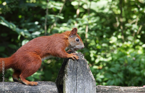 essendes Eichhörnchen