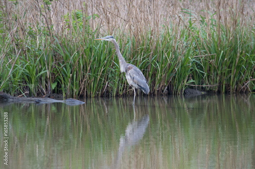 Blue heron in a marsh