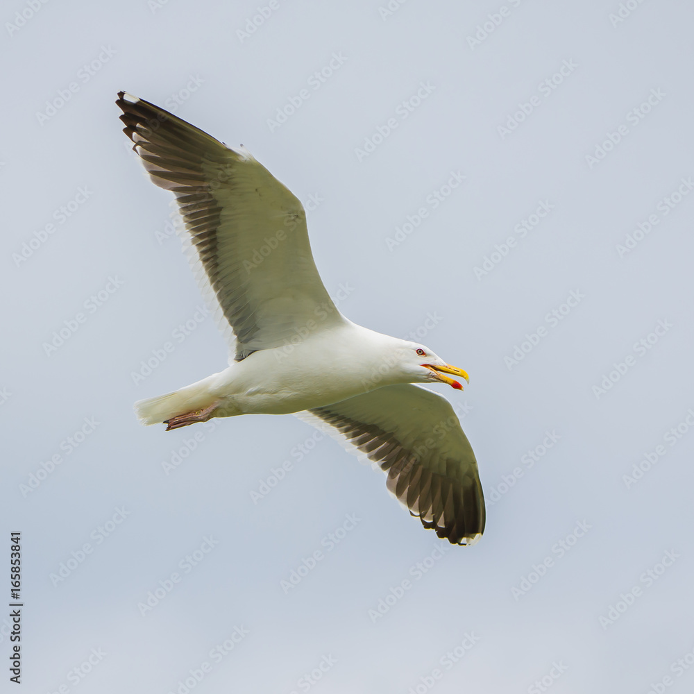 Gull flying with spread wings, in front Gull flying with spread wings, in front