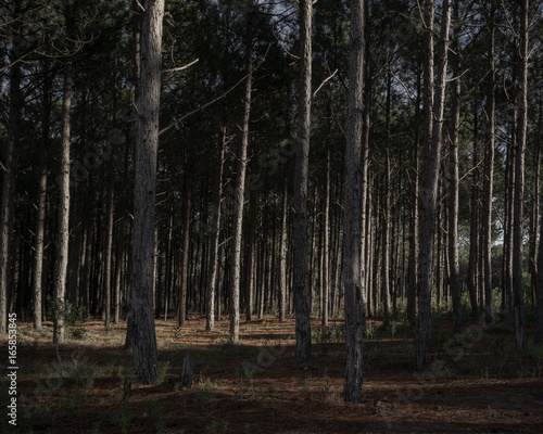 the forest