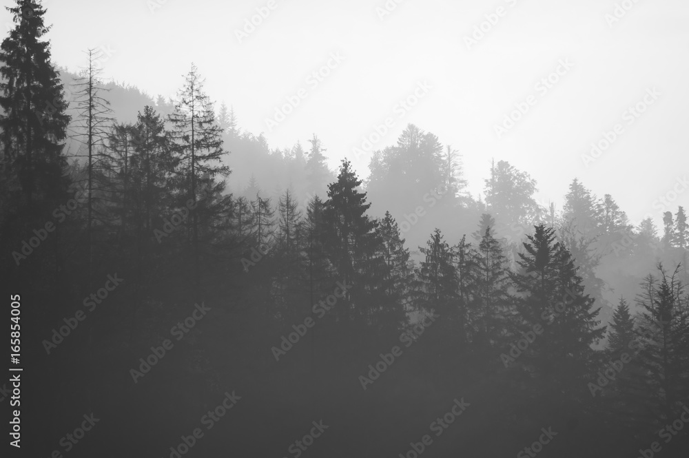 coniferous forest