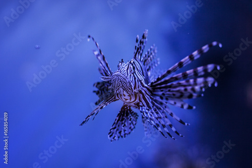 Lion fish in aquarium