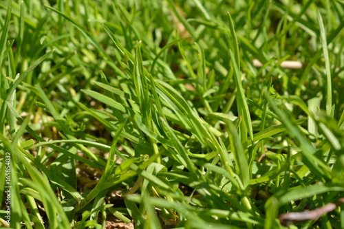 Background grass