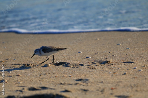 Sandpiper