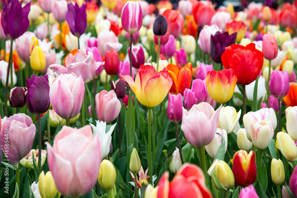 Blooming flowers in Keukenhof park in Netherlands, Europe Blooming flowers in Keukenhof park in Netherlands, Europe