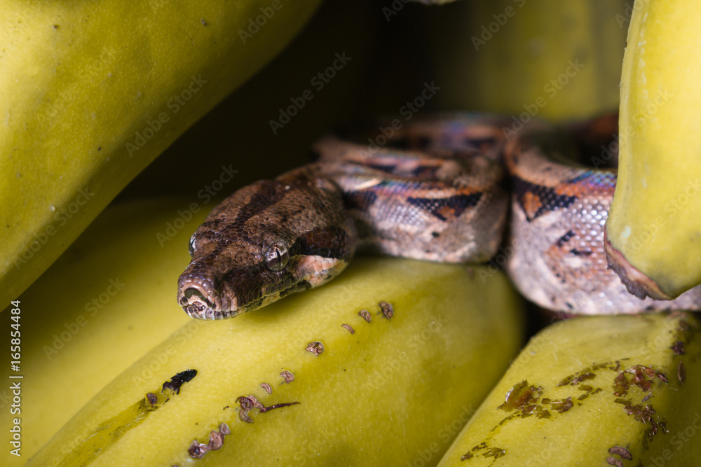 Fototapeta premium small boa constrictor
