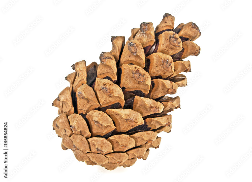 Beautiful pine cone isolated on a white background Beautiful pine cone isolated on a white background