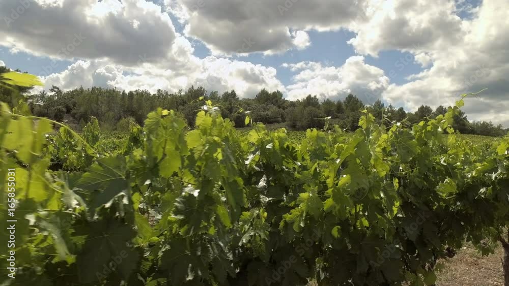 small vineyard at a sunny day in Provence, France small vineyard at a sunny day in Provence, France