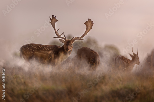 Deer in the Park
