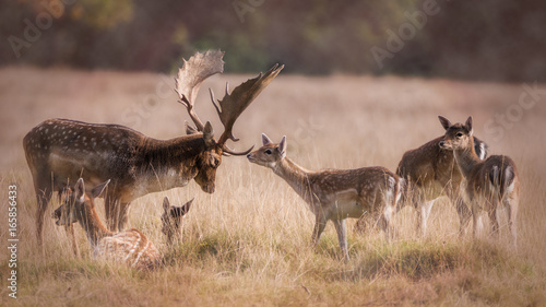 Deer in the Park