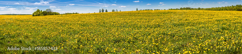 Panorama. Yellow flowers dandelions on background of blue sky and clouds. A huge field of dandelions. © pesenka77