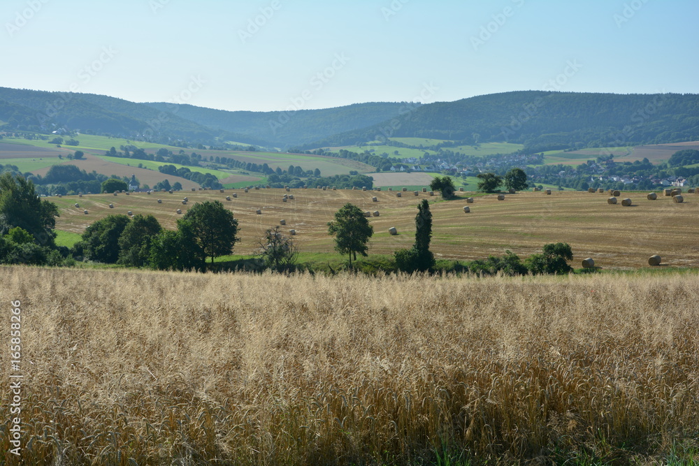 Getreide im Vordergrund, angeerntetes Feld mit Heuballen im Hintergrund, mit blauem Himmel