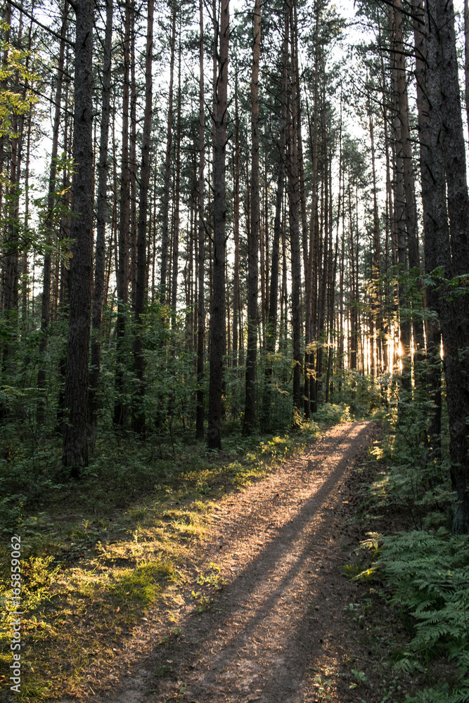 Fototapeta premium Woods