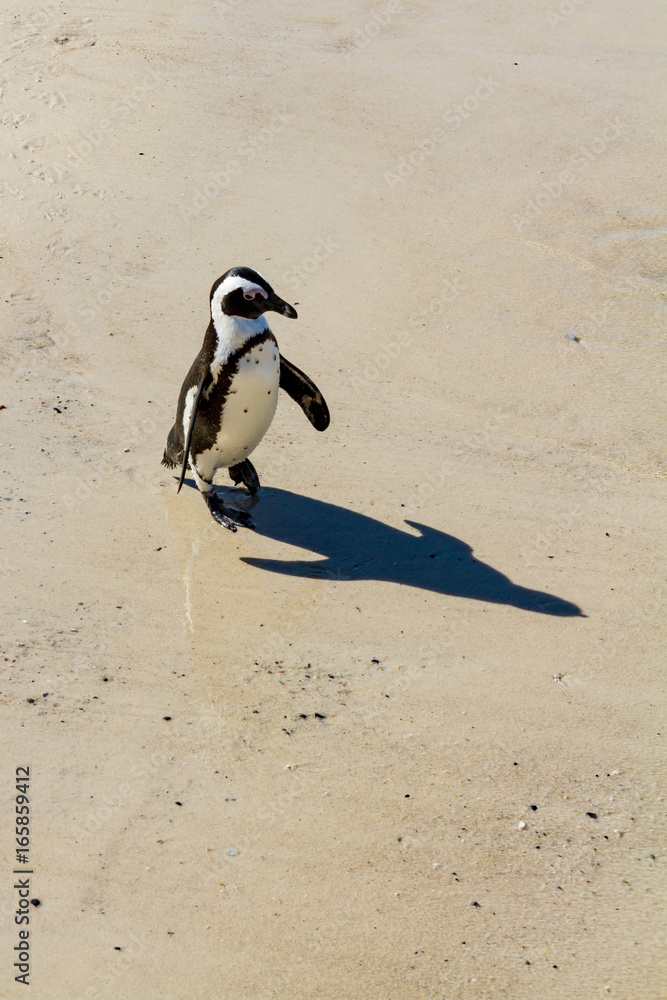 Fototapeta premium A Penguin on a Beach