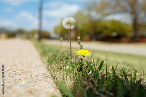 Fototapeta Naklejka Na Ścianę i Meble -  Два одуванчика у края дорожки в солнечный весенний день в городе