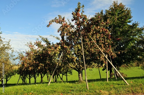 Apfelbäume mit Obststützen auf Streuobstwiese photo