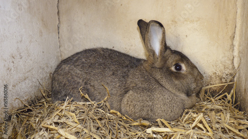 Kaninchen im Stall mit Heu und flauschigem Fell