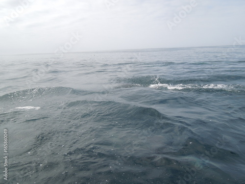 delfines