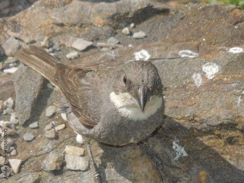 Pajaro