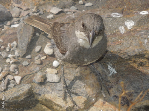 Pajaro