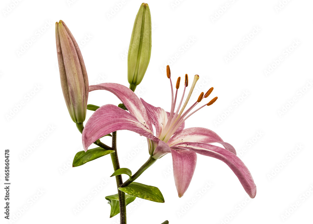 Naklejka premium Flower of a pink lily, isolated on white background