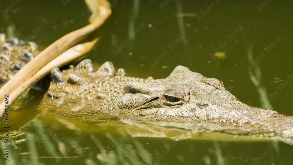 Alligator or crocodile animals eyes closeup Alligator or crocodile animals eyes closeup