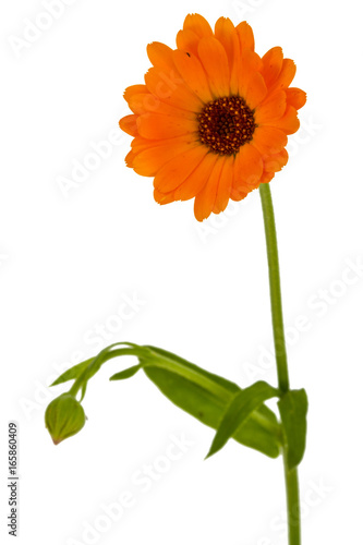 Flower of calendula  isolated on white background