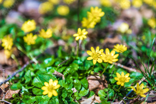 Lesser Celandine or Ranunculus ficaria flowers macro closeup photo