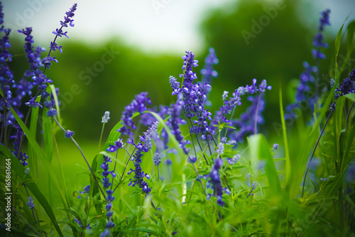 Fototapeta Naklejka Na Ścianę i Meble -  Lavender flowers in a spring park