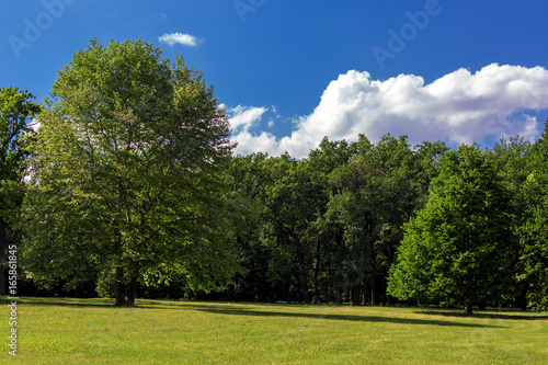 Fototapeta Naklejka Na Ścianę i Meble -  The green lawn in the forest.