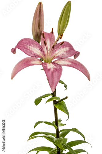 Fototapeta Naklejka Na Ścianę i Meble -  Flower of a pink lily, isolated on white background