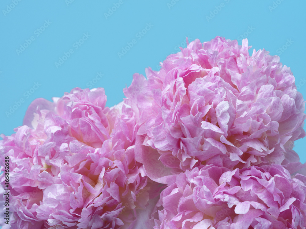 Pink Peonies Pink Peonies