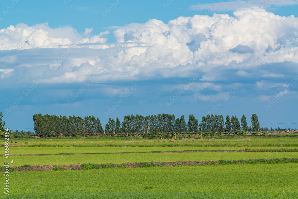 Rice field green grass blue sky cloud cloudy landscape background. Rice field green grass blue sky cloud cloudy landscape background.