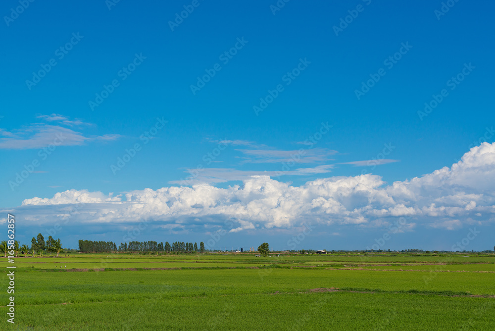 Rice field green grass blue sky cloud cloudy landscape background.