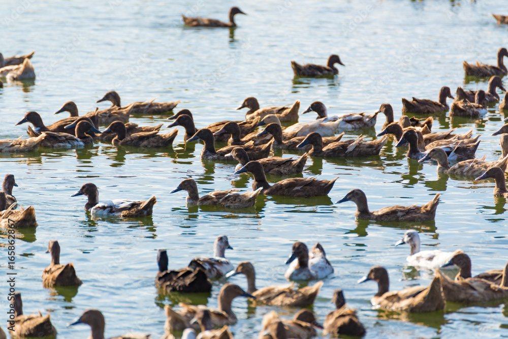 Fototapeta premium Duck in farm, eat and swimming in marsh
