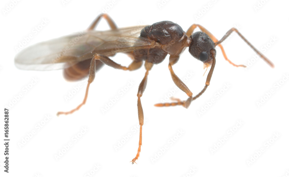 Winged Myrmicinae ant polishing antenna isolated on white background Winged Myrmicinae ant polishing antenna isolated on white background
