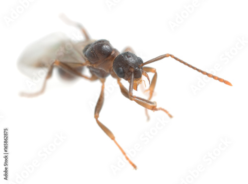 Winged Myrmicinae ant isolated on white background