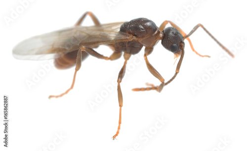Winged Myrmicinae ant polishing antenna isolated on white background © Henrik Larsson