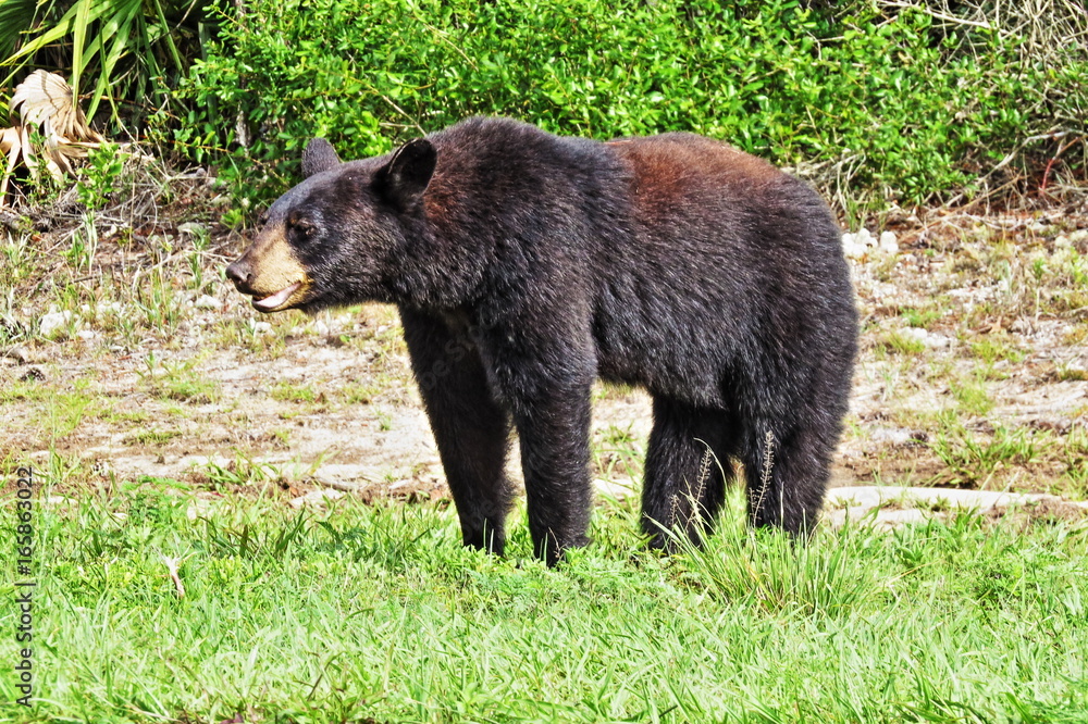 Ocala Bear #2