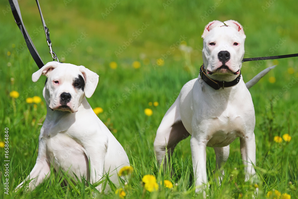Two young Dogo Argentino dogs posing together outdoors on a green grass in spring