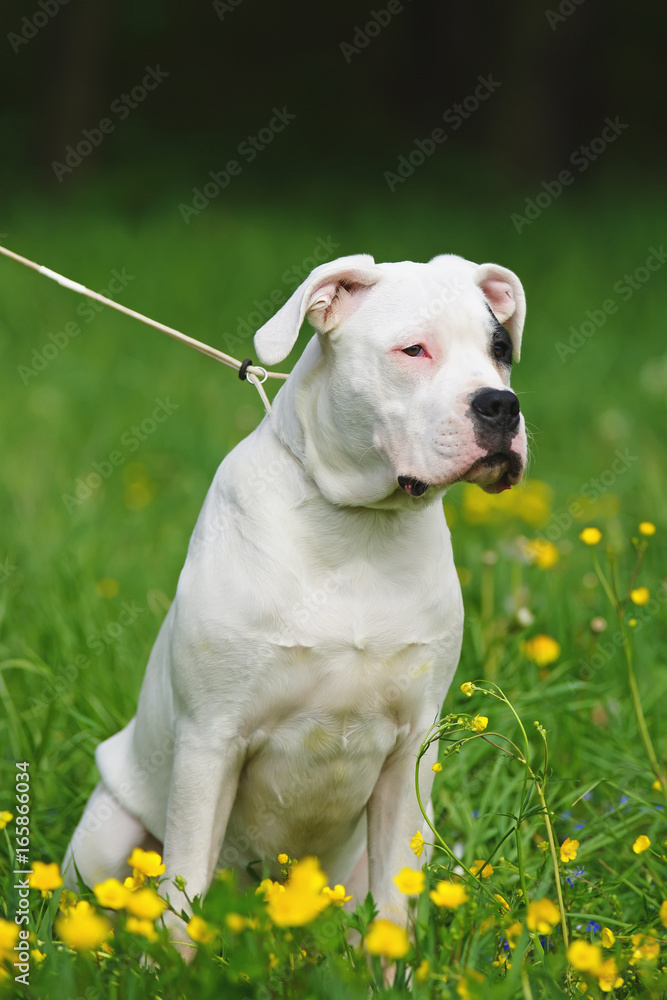 Young Dogo Argentino dog with natural ears sitting outdoors on a green grass with yellow flowers