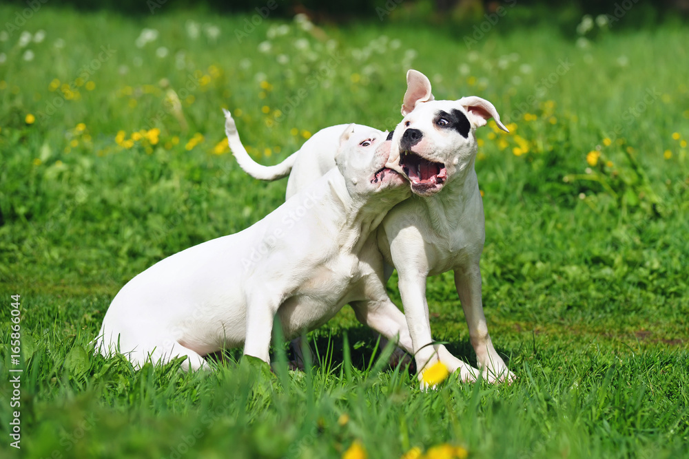 Two young Dogo Argentino dogs playing outdoors on a green grass in spring Two young Dogo Argentino dogs playing outdoors on a green grass in spring