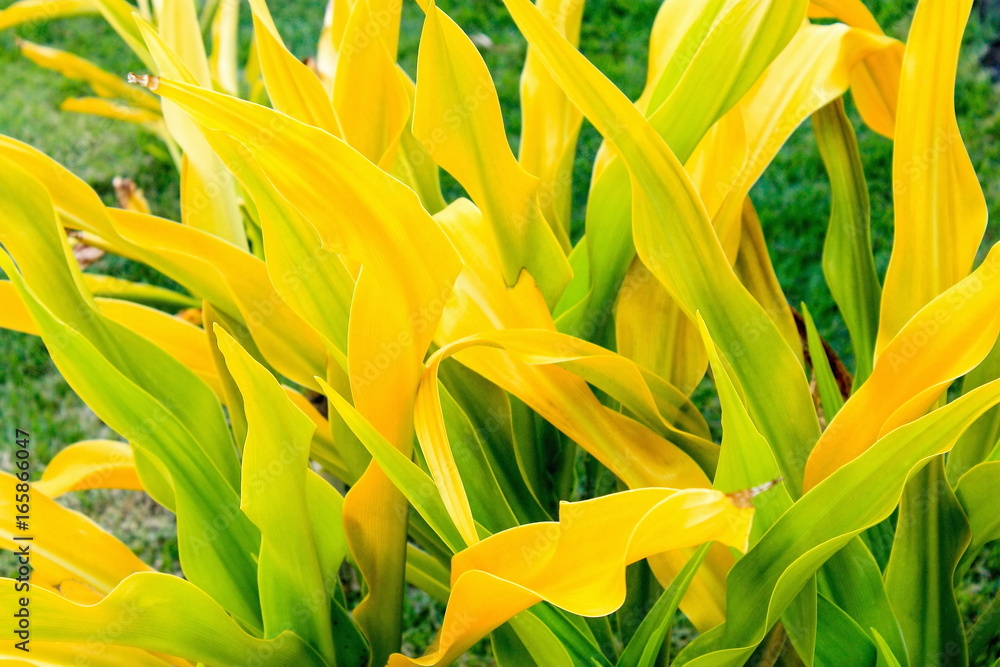 Obraz premium Golden Crinum (Crinum xanthophyllum) is also known as Thai Yellow Crinum and is native to Melanesia