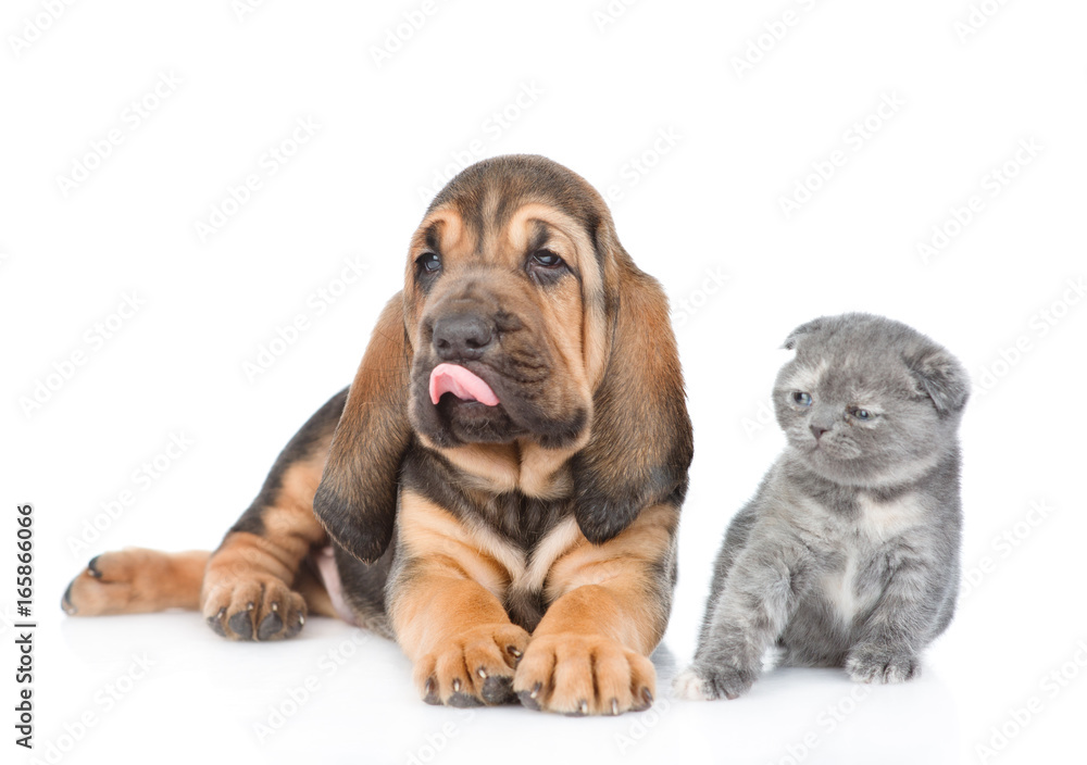 Bloodhound puppy and kitten together. isolated on white background