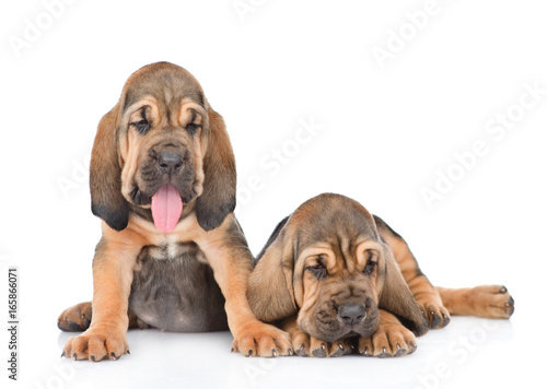 Two bloodhound puppies together. Isolated on white background