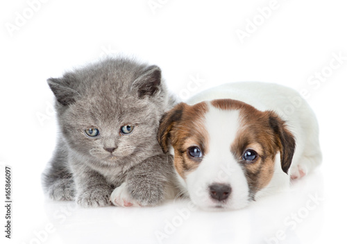 Cute kitten with puppy Jack Russell. isolated on white background