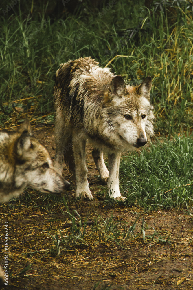 wolf in america, wild animals and the gray wolf