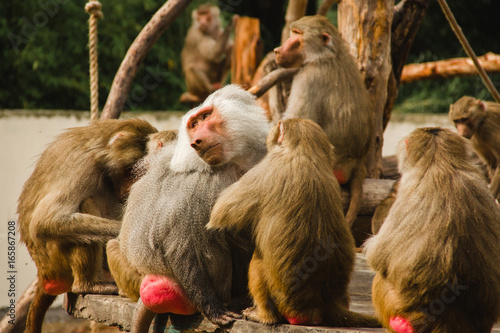 monkey papio hamadryas wild animals photo