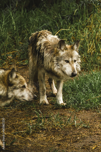 wolf in america  wild animals and the gray wolf