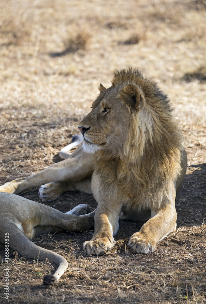 Beautiful lion king taken in Serengeti national park, Tanzania Beautiful lion king taken in Serengeti national park, Tanzania